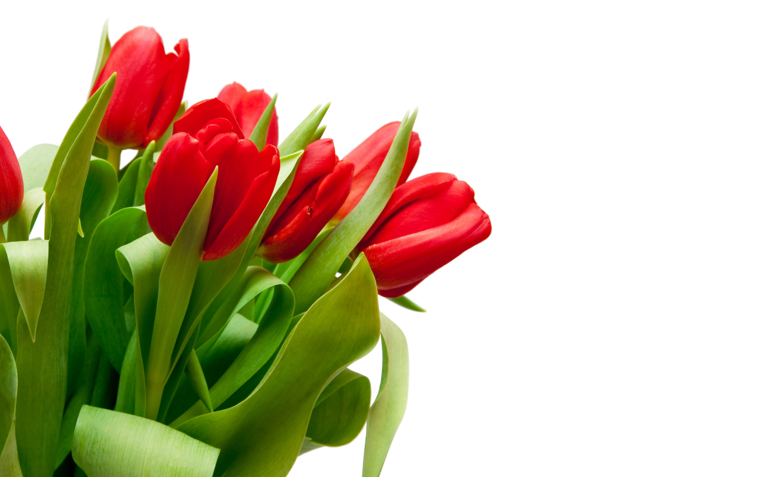 Tulpen wallpapers