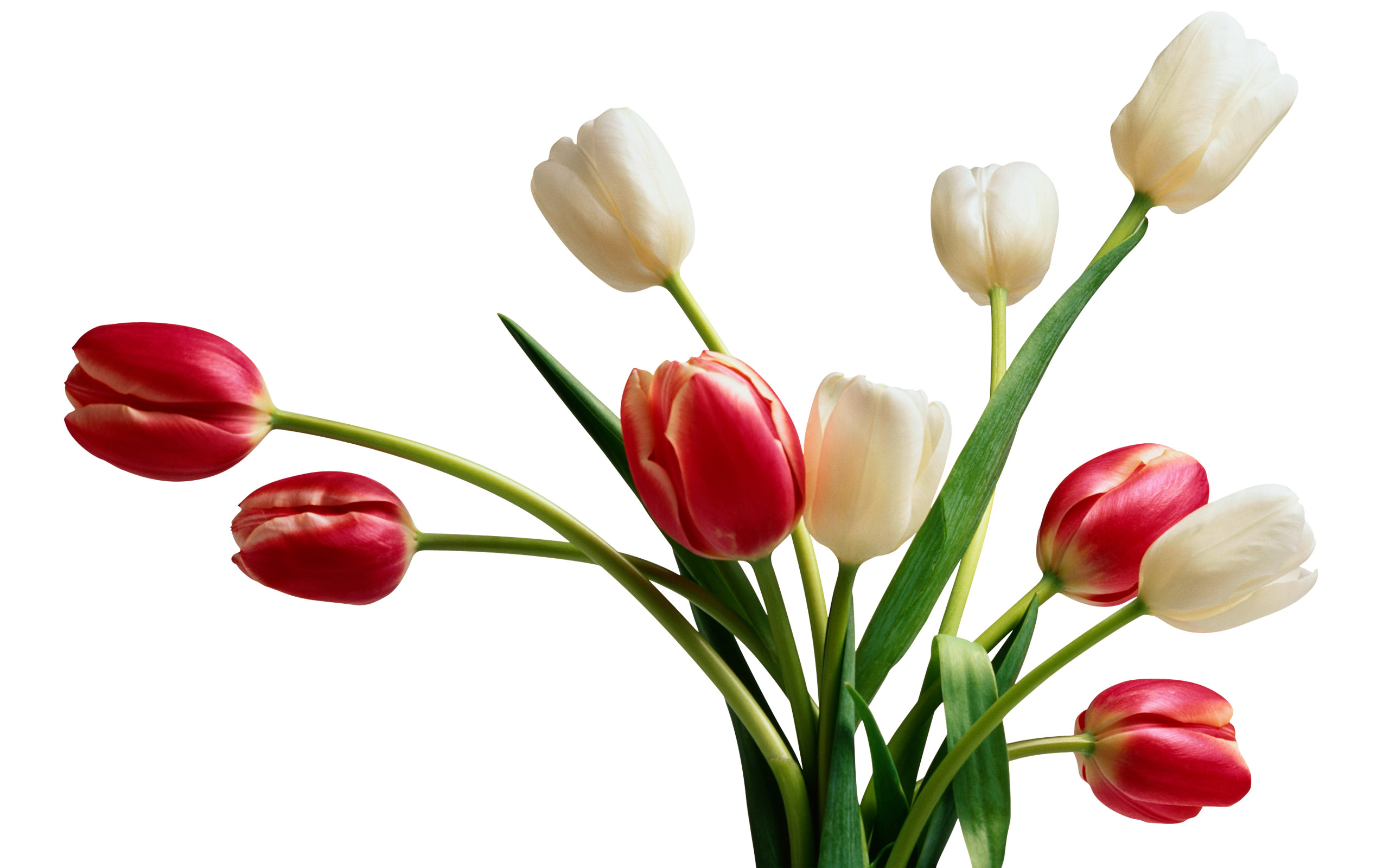 Tulpen