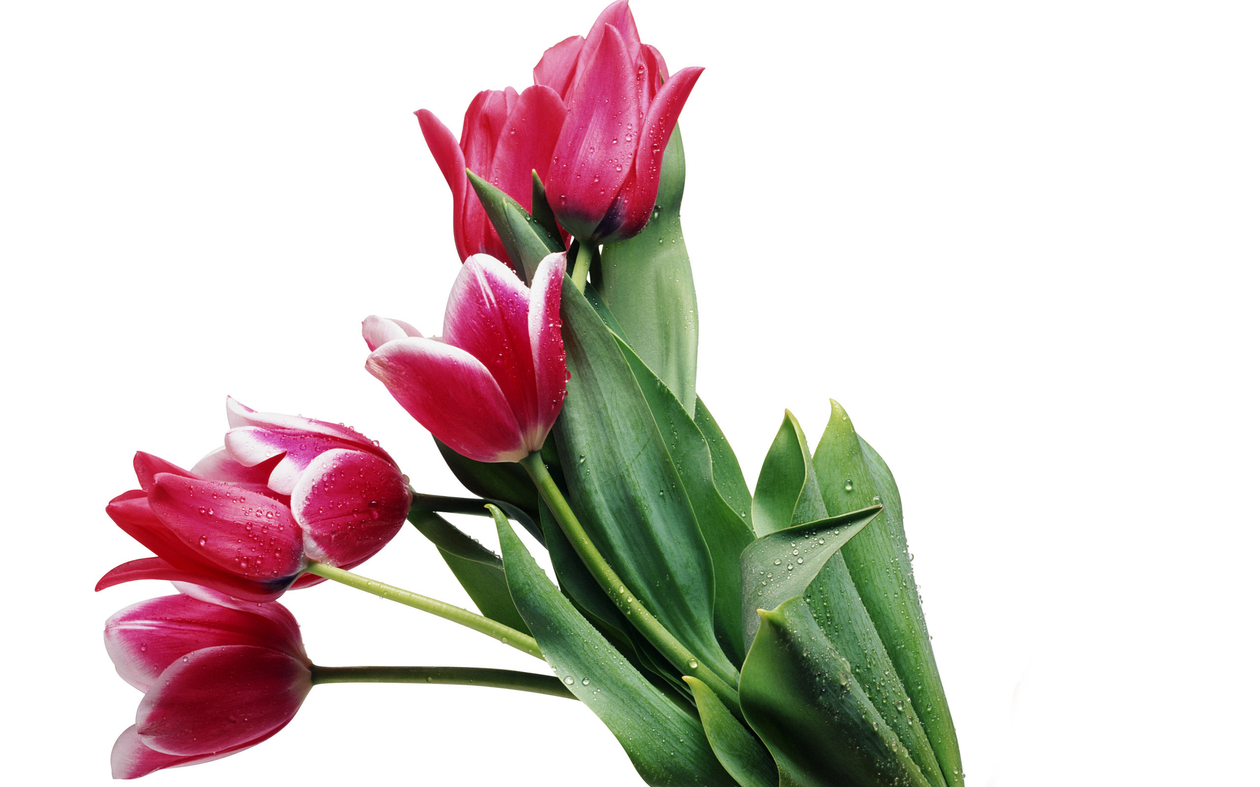 Tulpen wallpapers