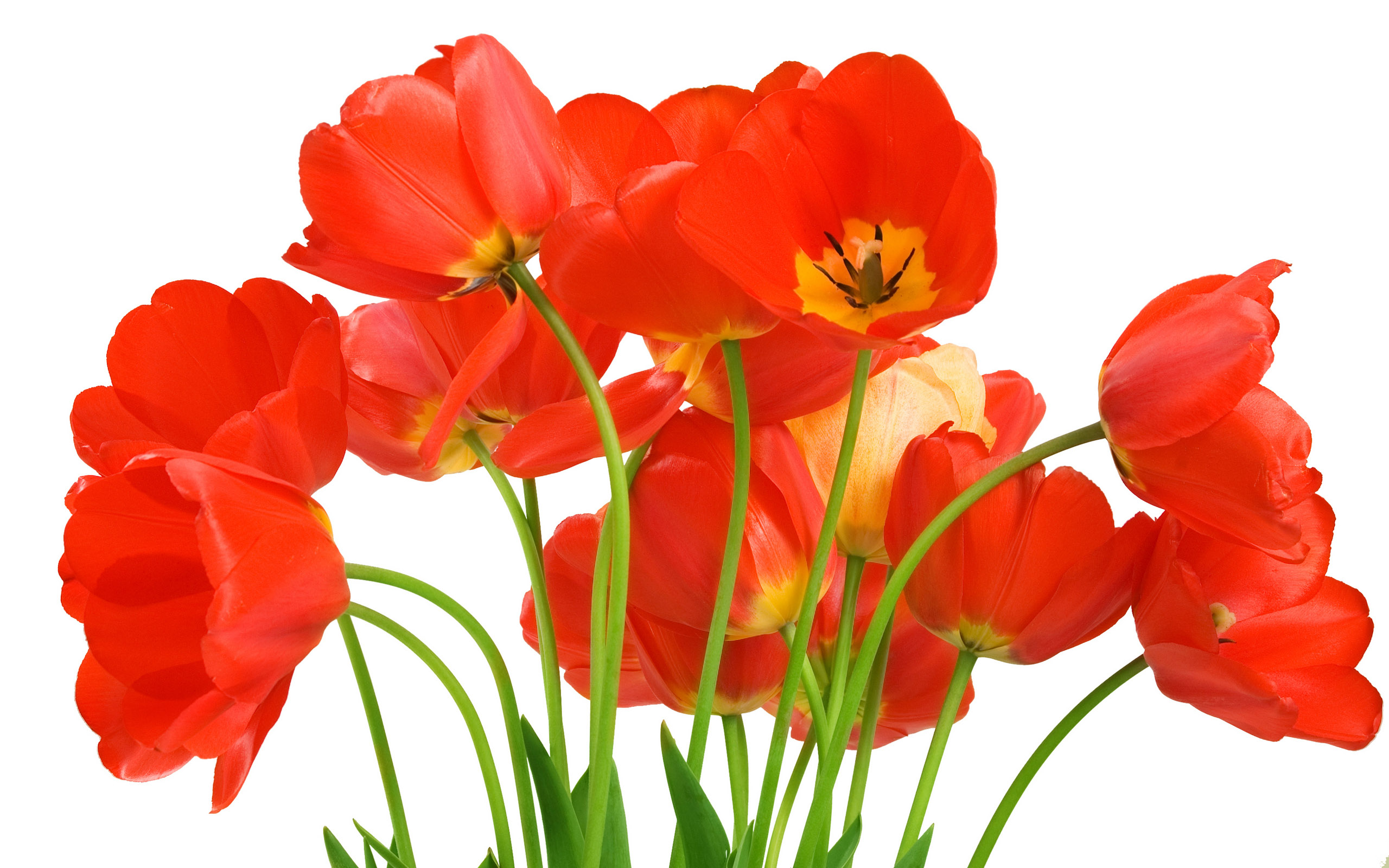 Tulpen wallpapers