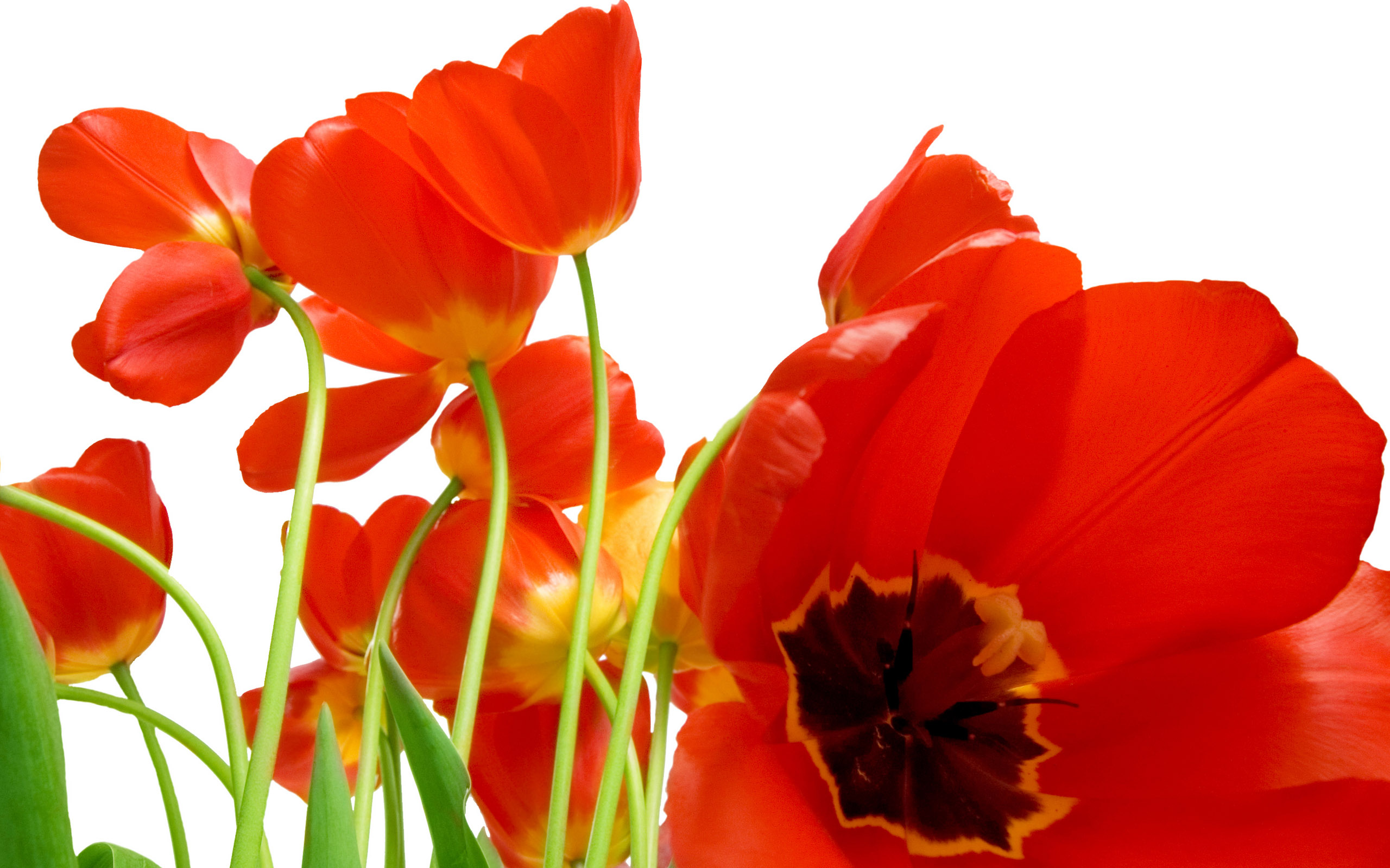 Tulpen wallpapers