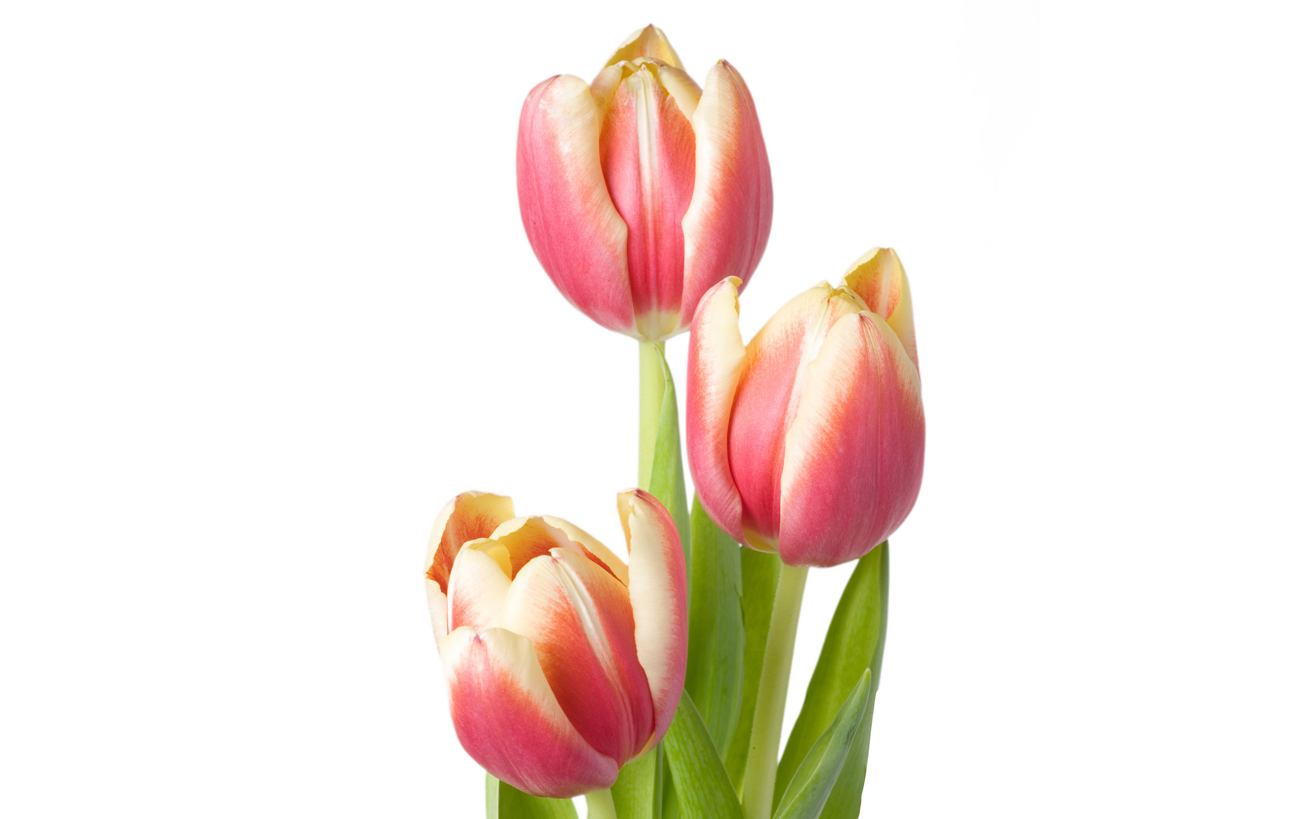 Tulpen