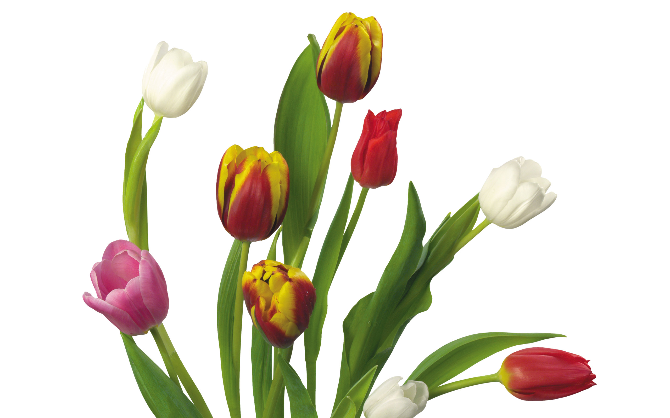 Tulpen wallpapers