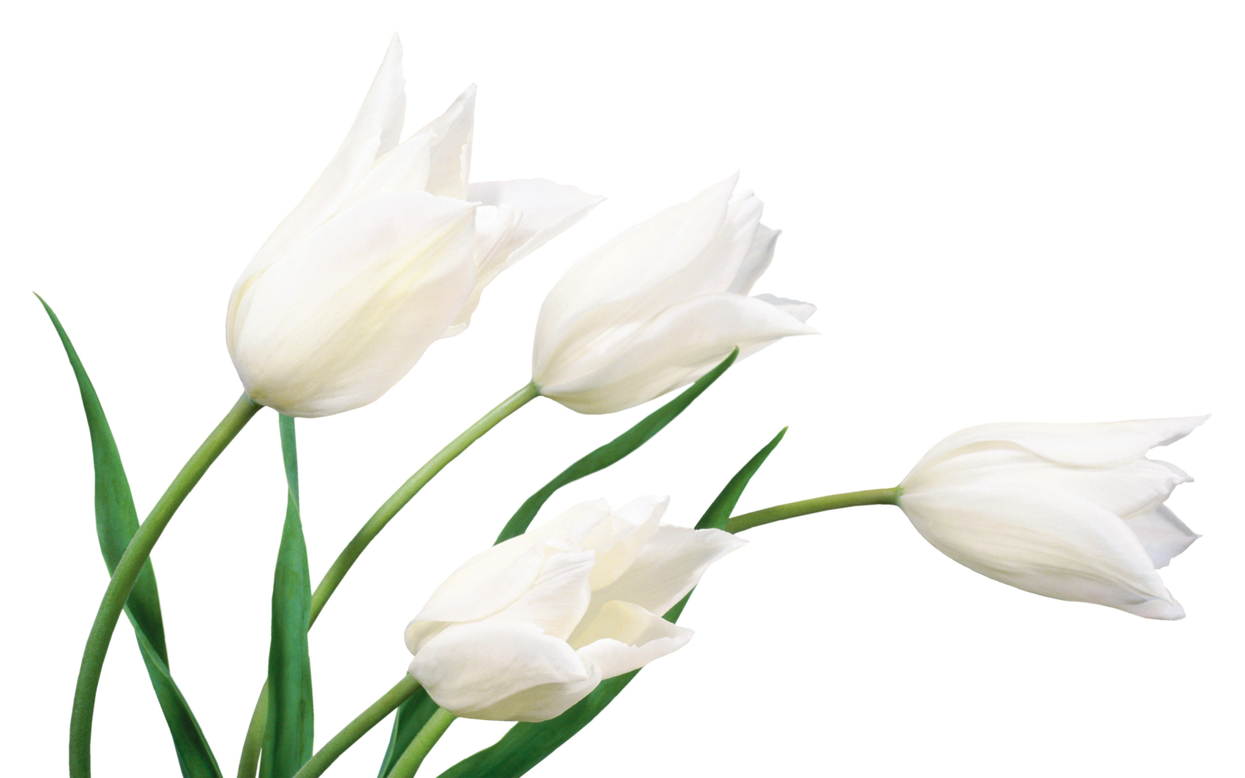 Tulpen wallpapers