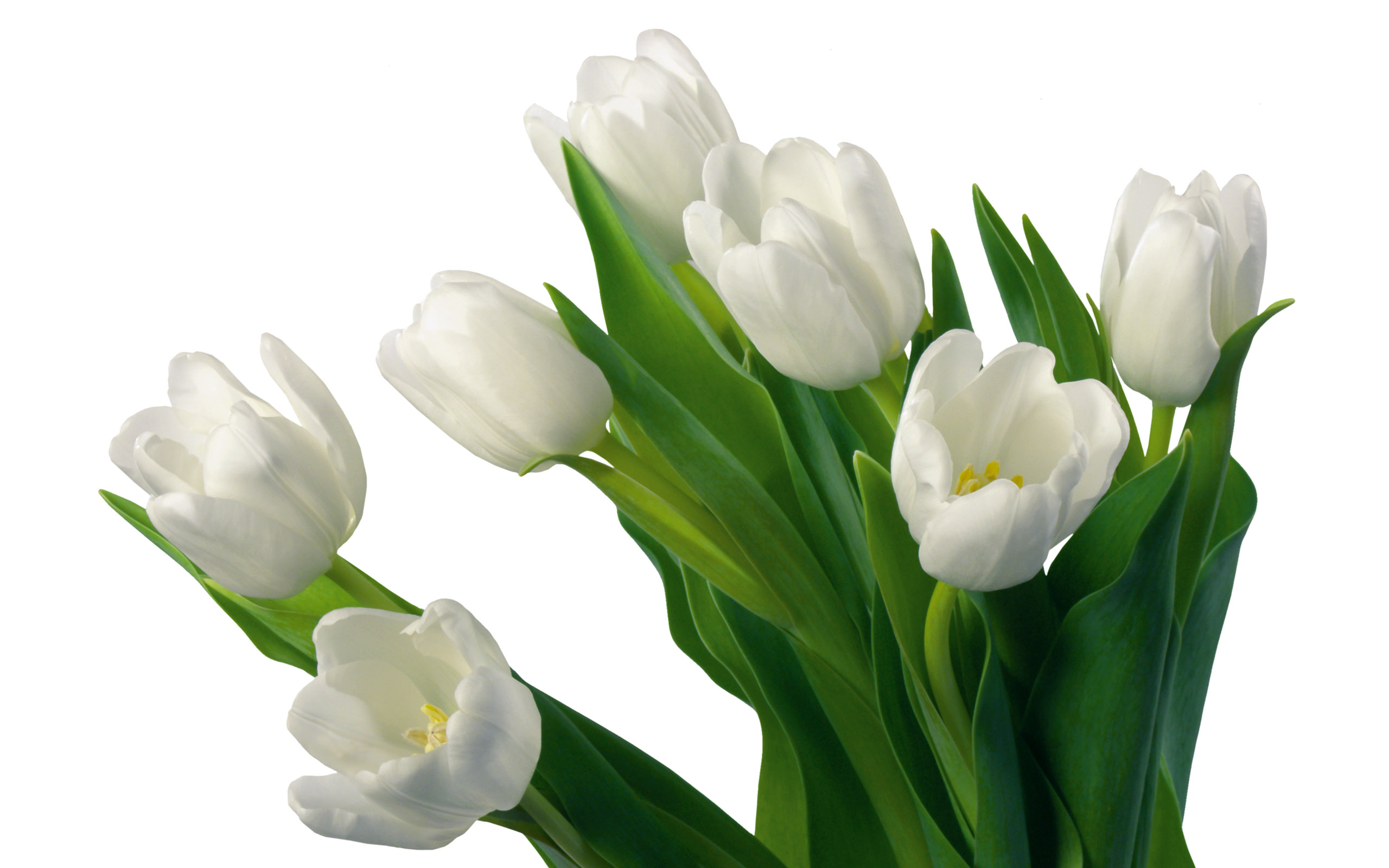 Tulpen wallpapers