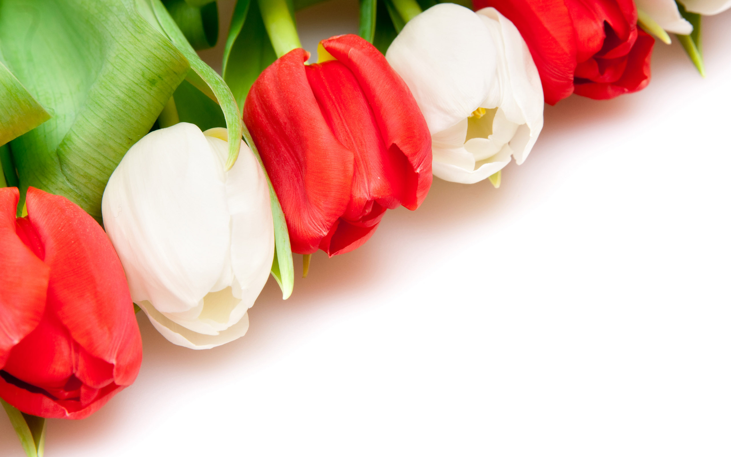 Tulpen wallpapers