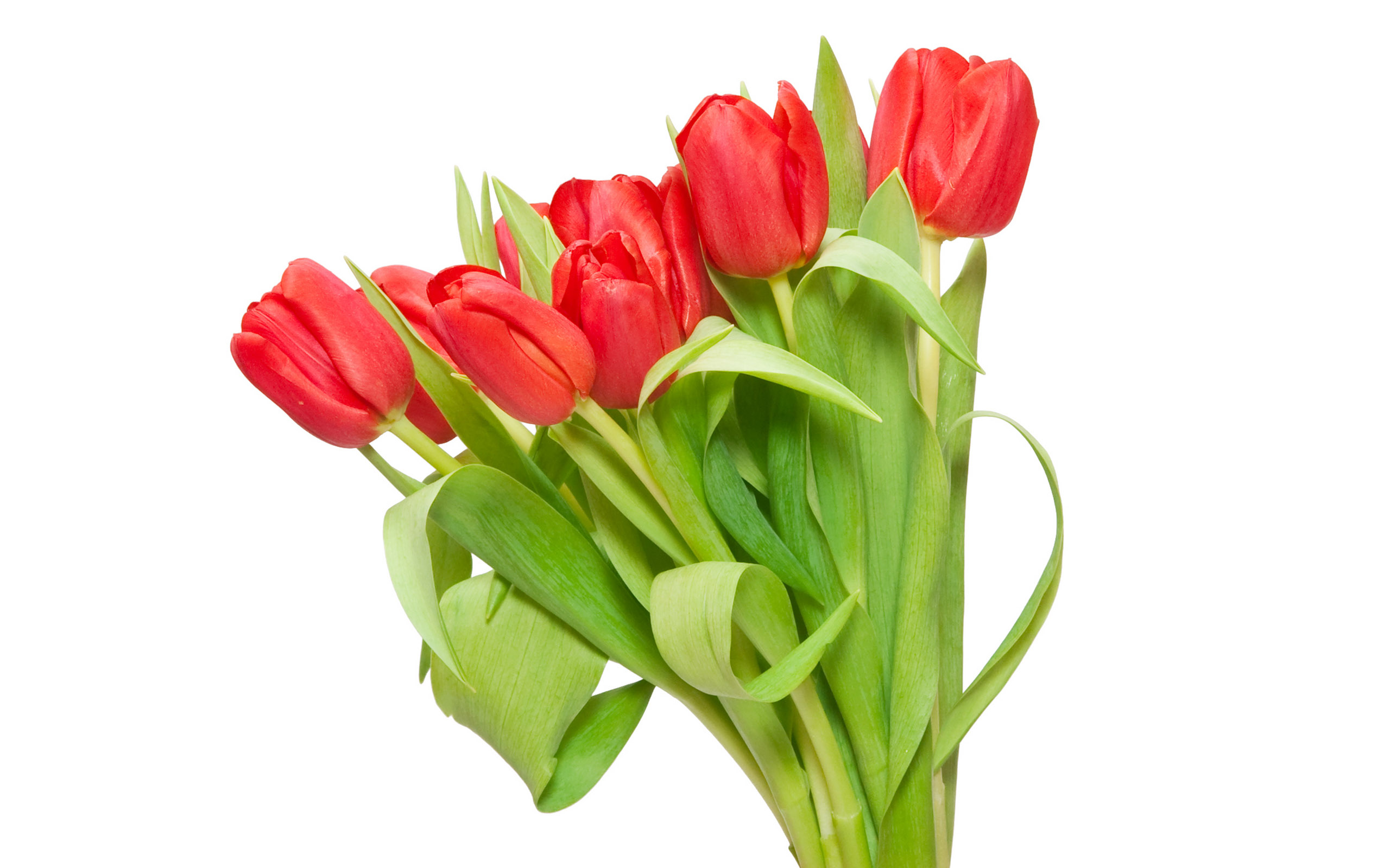 Tulpen wallpapers