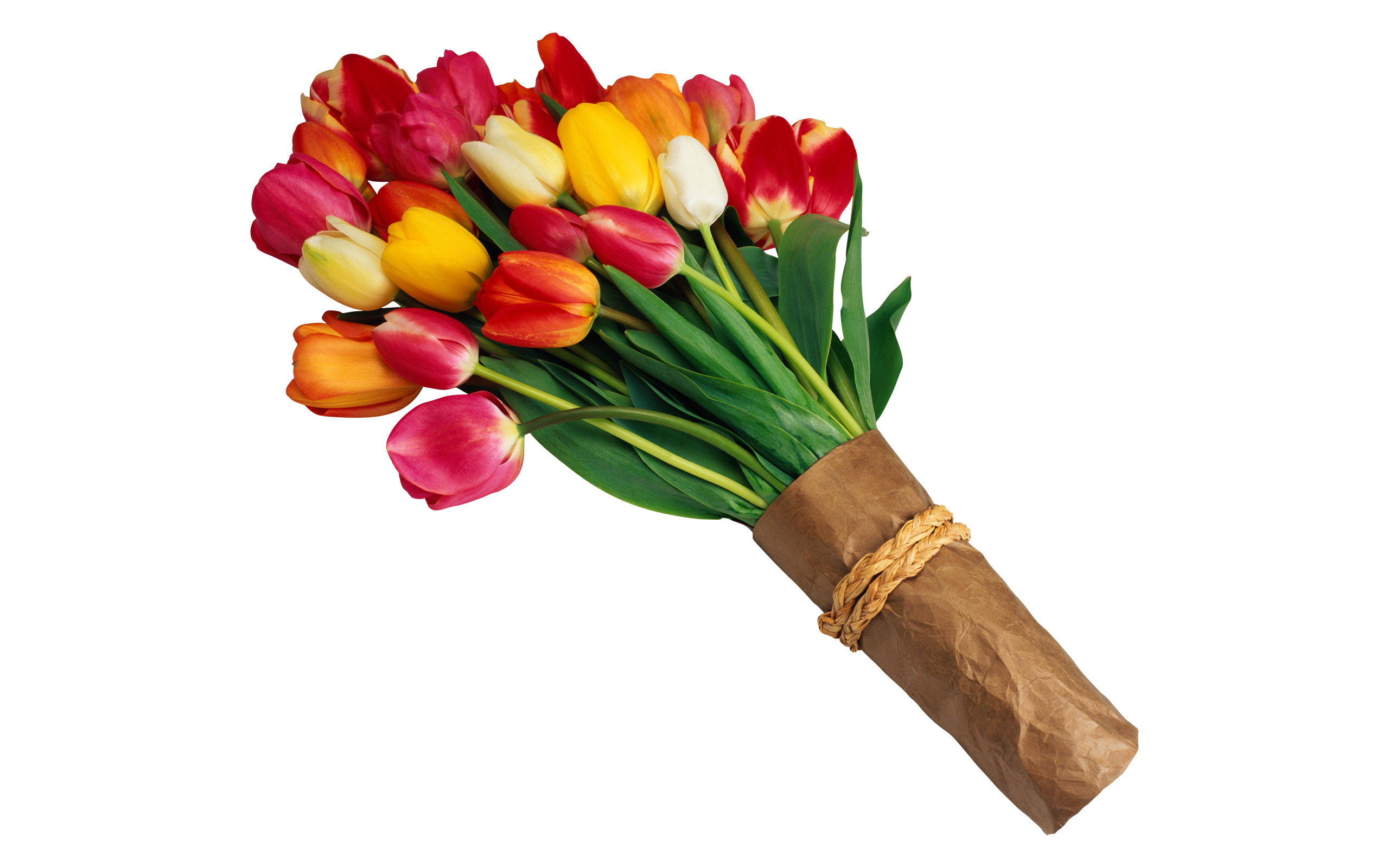 Tulpen wallpapers