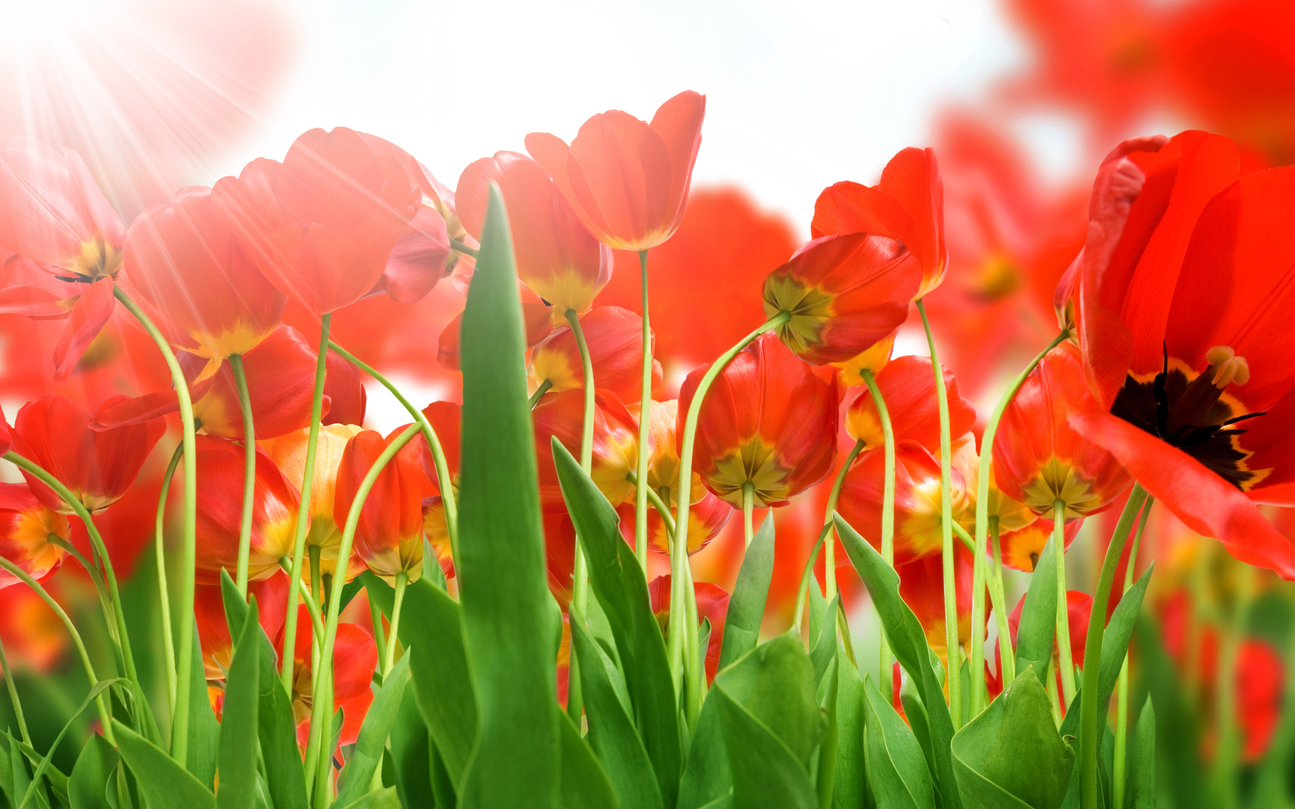 Tulpen wallpapers