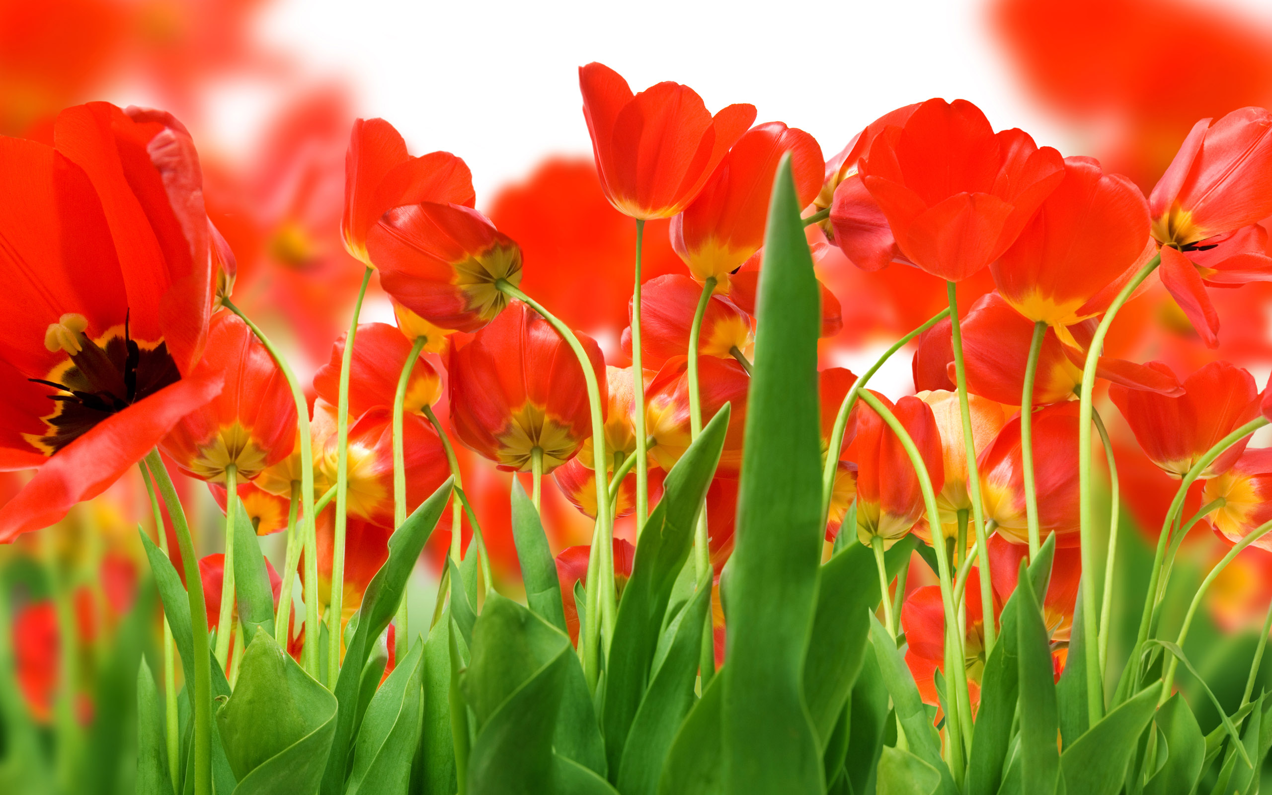 Tulpen wallpapers