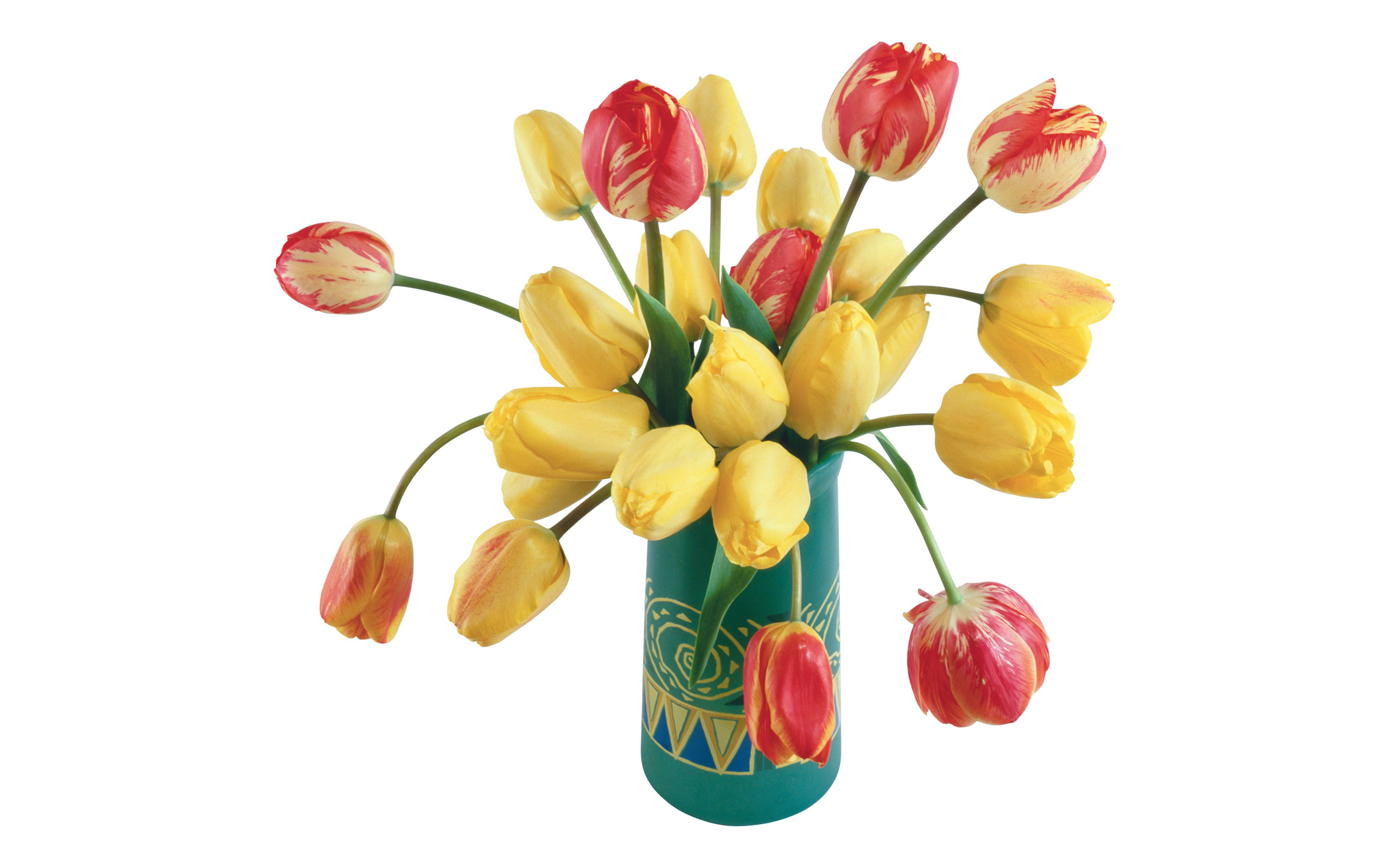 Tulpen