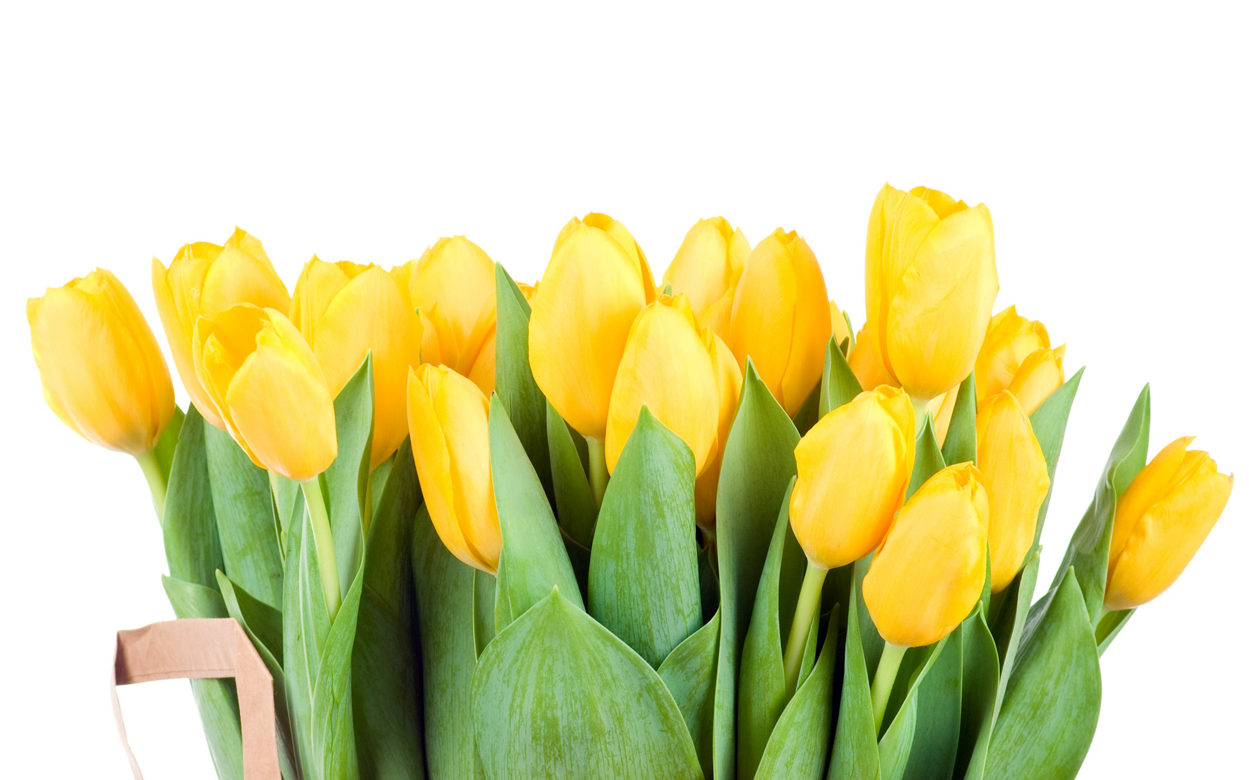 Tulpen