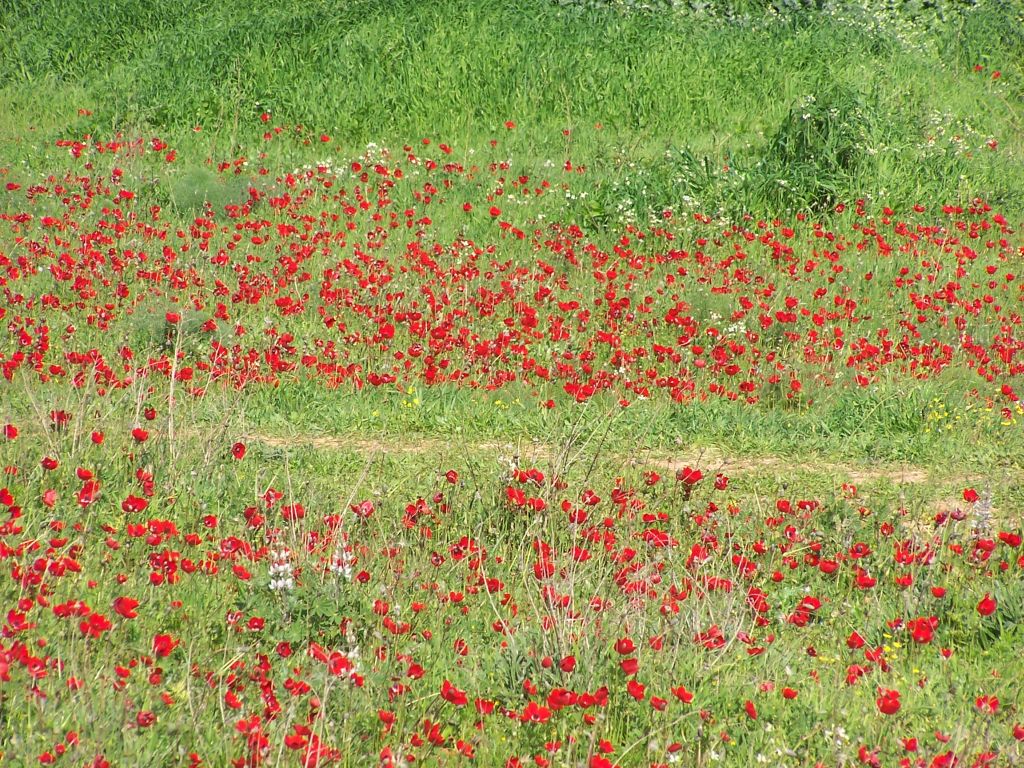 Windroschen