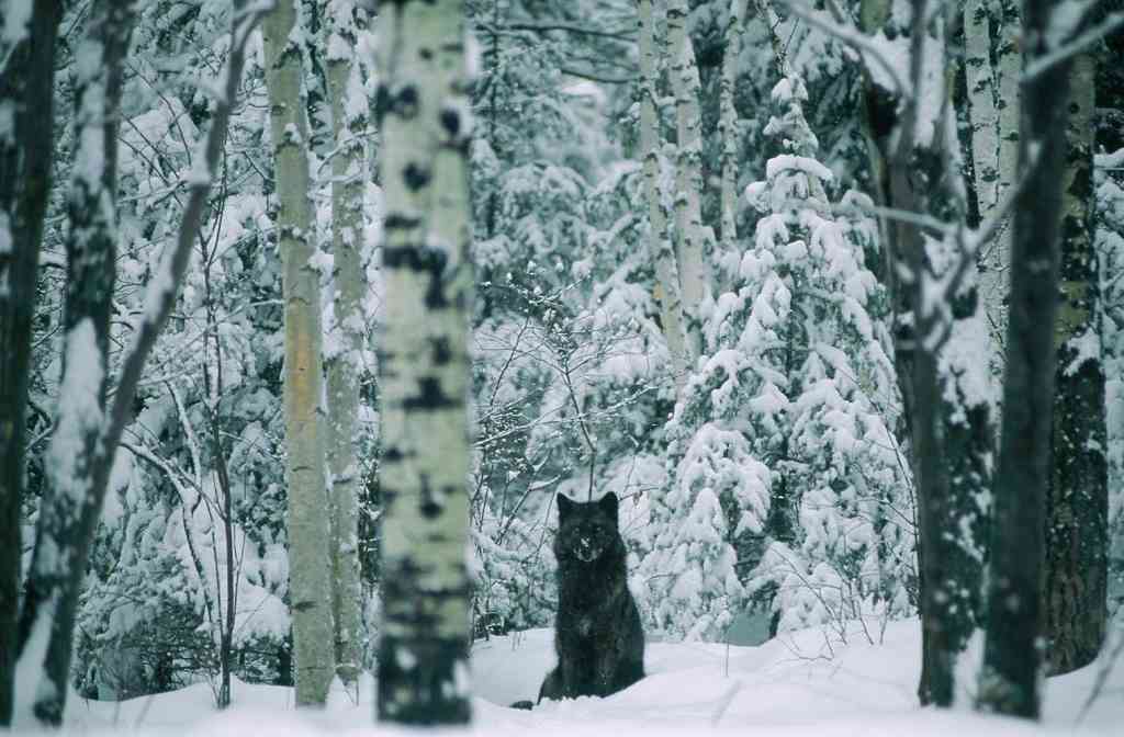 Wolfe wallpapers