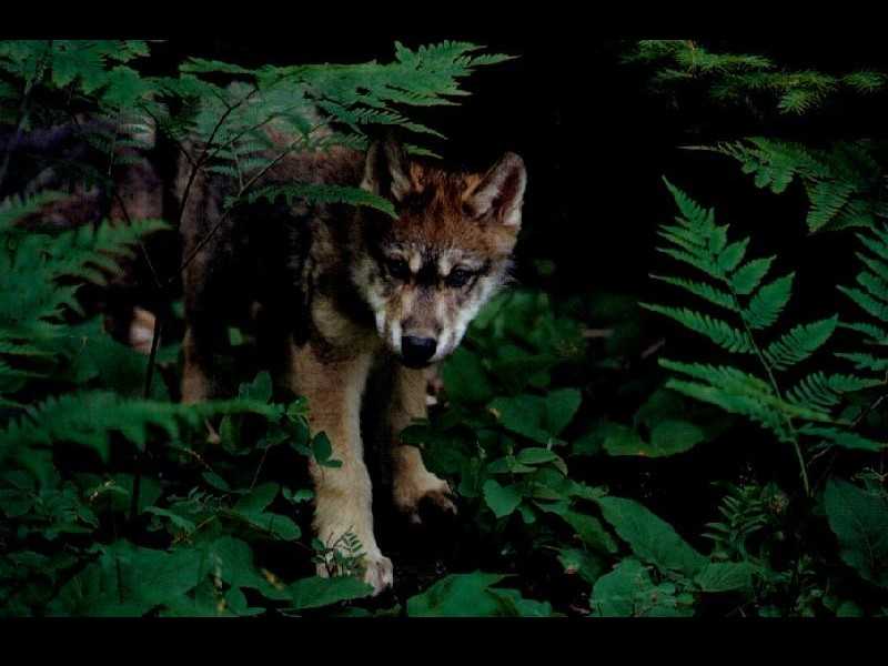 Wolfe wallpapers